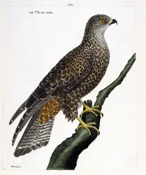 Lámina zoológica (ornitología): Milvus migrans negro en una rama. Ilustración en 