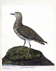 Carta zoológica (ornitología): casoar (casoar a casco o cassuarius cassuarius). Ilustración en “La Historia de los Pájaros, Pintados en Sus Aspectos Aparientes y Sensibles” de Francois Nicolas Martinet (1731-1800). Colección privada.