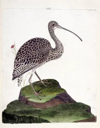 Gráfico zoológico (ornitología): zarapito (zarapito cenizo o numenius arquata). Ilustración en “La Historia de los Pájaros, Pintados en Sus Aspectos Aparientes y Sensibles” de Francois Nicolas Martinet (1731-1800). Colección privada