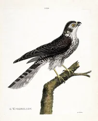 Emerillón (halcón emerillón o falco colombarius) en una rama. Ilustración en “La Historia de los Pájaros, Pintados en Sus Aspectos Aparecidos y Sensibles” de Francois Nicolas Martinet (1731-1800). Colección privada.