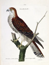 Tabla zoológica (ornitología): cernícalo hembra (cernícalo vulgar o falco tinnunculus) en una rama. Ilustración en 