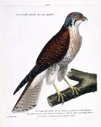 Carta zoológica (ornitología): cernícalo hembra de las islas del Caribe (crecerella americana o falco sparverius) en una rama. Ilustración en “La Historia de los Pájaros, Pintados en Sus Aspectos Aparecidos y Sensibles” por Francois Nicolas Martinet (1731-