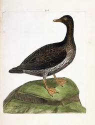 Carta zoológica (ornitología): eider hembra (eider a down o somateria mollissima). Ilustración en “La Historia de los Pájaros, Pintados en Sus Aspectos Aparientes y Sensibles” de Francois Nicolas Martinet (1731-1800). Colección privada.