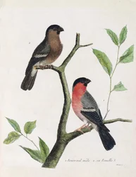 Tabla zoológica (ornitología): de abajo hacia arriba: macho y hembra de camachuelo (camachuelo común o pyrrhula pyrrhula) en una rama. Ilustración en “La Historia de las Aves, Pintadas en Sus Aspectos Aparecidos y Sensibles” por François Nicolas Martinet (