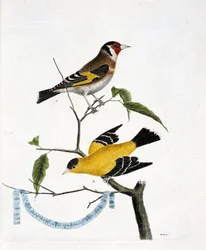 Tabla zoológica (ornitología): de arriba a abajo: El jilguero (jilguero elegante o carduelis carduelis) y el jilguero de China (tarin triste o carduelis tristis) en una rama. Ilustración en 
