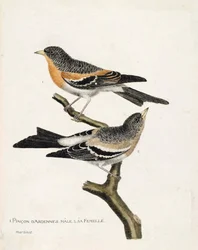 De arriba a abajo: El pinzón macho y hembra de las Ardenas (pinzón del norte o fringilla montifringilla) en una rama. Ilustración en “La Historia de los Pájaros, Pintados en Sus Aspectos Aparecidos y Sensibles” de Francois Nicolas Martinet (1731-1800).