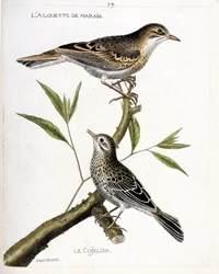 Tabla zoológica (ornitología): de arriba a abajo: la alondra de los pantanos (pipit rousseline o anthus campestris) y el cujelier (pipit farlouse o anthus pratensis) en una rama. Ilustración en 