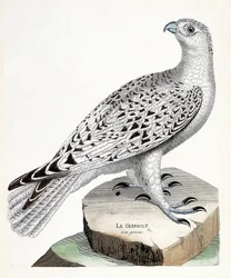 Gráfico zoológico (ornitología): halcón gerifalte (Falco rusticolus). Ilustración en “La Historia de las Aves, Pintadas en Sus Aspectos Aparientes y Sensibles” de François Nicolas Martinet (1731-1800). Colección privada.