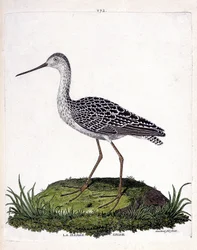 Tabla zoológica (ornitología): aguja gris (aguja roja o limosa lapponica). Ilustración en “La Historia de las Aves, Pintadas en Sus Aspectos Aparecidos y Sensibles” por Francois Nicolas Martinet (1731-1800). Colección privada