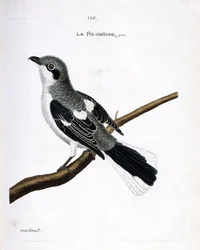 Tabla zoológica (ornitología): alcaudón gris (alcaudón gris o lanius excubitor) en una rama. Ilustración en 