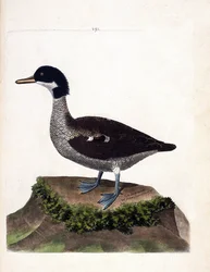 Carta zoológica (ornitología): cerceta de Java (cerceta gris o anas gibberifrons). Ilustración en “La Historia de los Pájaros, Pintados en Sus Aspectos Aparientes y Sensibles” de Francois Nicolas Martinet (1731-1800). Colección privada.