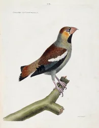 Carta zoológica (ornitología): pico grande (grosbeak) o núcleos (coccauthrausts) en una rama. Ilustración en “La Historia de los Pájaros, Pintados en Sus Aspectos Aparecidos y Sensibles” por Francois Nicolas Martinet (1731-1800). Colección privada.