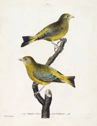 Tabla zoológica (ornitología): macho y hembra de verderón (verderón europeo o carduelis chloris) en una rama. Ilustración en 