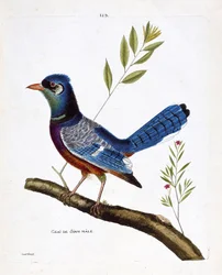 Carta zoológica (ornitología): arrendajo siamés macho (arrendajo azul o cyanocitta cristata) en una rama. Ilustración en “La Historia de los Pájaros, Pintados en Sus Aspectos Aparecidos y Sensibles” por Francois Nicolas Martinet (1731-1800). Colección priv