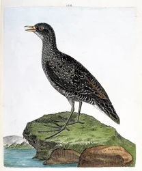Gráfico zoológico (ornitología): marouette (marouette manchada o porzana porzana). Ilustración en “La Historia de los Pájaros, Pintados en Sus Aspectos Aparientes y Sensibles” de Francois Nicolas Martinet (1731-1800). Colección privada