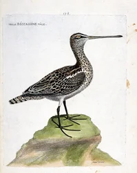 Viejo macho becassine (becassine de pantano o gallinago gallinago). Ilustración en “La Historia de los Pájaros, Pintados en Sus Aspectos Aparecidos y Sensibles” de Francois Nicolas Martinet (1731-1800). Colección privada.
