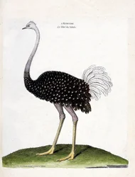 Tabla zoológica (ornitología): avestruz (struthio camelus). Ilustración en 