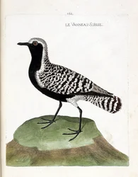 El cordero suizo (chorlito plateado o pluvialis squatarola). Ilustración en “La Historia de los Pájaros, Pintados en Sus Aspectos Aparecidos y Sensibles” de Francois Nicolas Martinet (1731-1800). Colección privada.