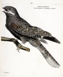 Tabla zoológica (ornitología): el angulvent (chotacabras europeo o caprimulgus europaeus) en una rama. Ilustración en 