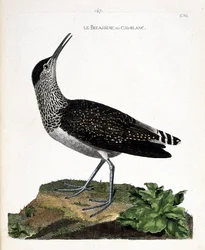 Gráfico zoológico (ornitología): el andarríos grande (Tringa ochropus). Ilustración en “La Historia de las Aves, Pintadas en Sus Aspectos Aparientes y Sensibles” de François Nicolas Martinet (1731-1800). Colección privada.