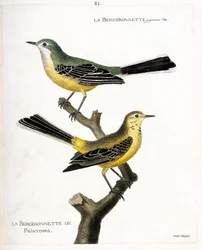 Tabla zoológica (ornitología): la lavandera misma y la lavandera de primavera (lavandera de primavera o motacilla flava) en una rama. Ilustración en 