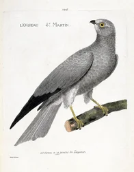 Tabla zoológica (ornitología): el ave san martín (aguilucho san martín o circus cyaneus) en una rama. Ilustración en 