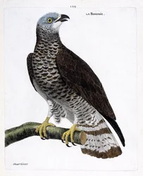 Tabla zoológica (ornitología): la bondrée (bondrée apivore o pernis apivorus) en una rama. Ilustración en 