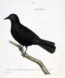 Tabla zoológica (ornitología): la grajilla (grajilla de las torres o corvus monedula) en una rama. Ilustración en 