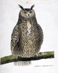 El duque o gran duque (gran duque o bubo bubo) en una rama. Ilustración en “La Historia de los Pájaros, Pintados en Sus Aspectos Aparecidos y Sensibles” de Francois Nicolas Martinet (1731-1800). Colección privada.
