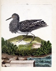 Tabla zoológica (ornitología): el combatiente o el pavo real marino macho (combatiente variado o philomachus pugnax). Ilustración en “La Historia de las Aves, Pintadas en Sus Aspectos Aparecidos y Sensibles” por Francois Nicolas Martinet (1731-1800). Colec