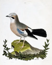 Carta zoológica (ornitología): el geay (arrendajo canal o garrulus glandarius). Ilustración en “La Historia de los Pájaros, Pintados en Sus Aspectos Aparecidos y Sensibles” por Francois Nicolas Martinet (1731-1800). Colección privada.