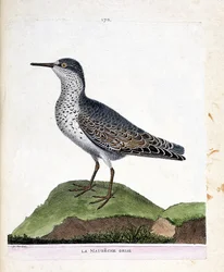 Carta zoológica (ornitología): el maubeche gris (pico púrpura o calidris maritima). Ilustración en “La Historia de los Pájaros, Pintados en Sus Aspectos Aparientes y Sensibles” de Francois Nicolas Martinet (1731-1800). Colección privada.