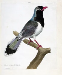 Tabla zoológica (ornitología): el arrendajo del café (pirolla de pico rojo o urocissa erythrorhyncha). Ilustración en “La Historia de las Aves, Pintadas en Sus Aspectos Aparecidos y Sensibles” por Francois Nicolas Martinet (1731-1800). Colección privada