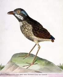 Gráfico zoológico (ornitología): el rey de los cuatro mil de Cayena. Ilustración en “La Historia de los Pájaros, Pintados en Sus Aspectos Aparecidos y Sensibles” de François Nicolas Martinet (1731-1800). Colección privada.