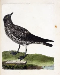 Carta zoológica (ornitología): el labbe o stercorar (labbe pomarino o stercorarius pomarinus). Ilustración en “La Historia de los Pájaros, Pintados en Sus Aspectos Aparientes y Sensibles” de Francois Nicolas Martinet (1731-1800). Colección privada.