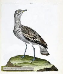 Tabla zoológica (ornitología): el gran chorlito o cuervo (oedicneme criard (Burhinus oedicnemus). Ilustración en 