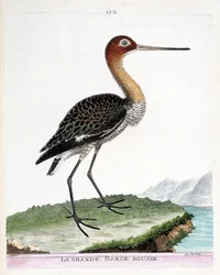 Lámina zoológica (ornitología): la aguja colinegra (o Limosa limosa). Ilustración de «La historia de las aves, pintadas en sus aspectos aparentes y sensibles» de François-Nicolas Martinet (1731-1800). Colección privada.