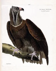 Lámina zoológica (ornitología): el gran buitre (buitre negro o Aegypius monachus) sobre una rama. Ilustración en “La historia de las aves, pintadas en sus aspectos aparentes y sensibles” de François Nicolas Martinet (1731-1800). Colección privada.