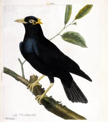 El mainate (mainate religioso o gracula religiosa) en una rama. Ilustración en “La Historia de los Pájaros, Pintados en Sus Aspectos Aparecidos y Sensibles” de Francois Nicolas Martinet (1731-1800). Colección privada.