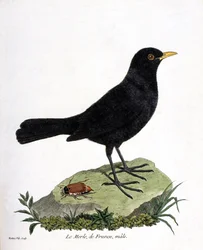 El mirlo macho (mirlo negro o turdus merula). Ilustración en “La Historia de los Pájaros, Pintados en Sus Aspectos Aparecidos y Sensibles” de Francois Nicolas Martinet (1731-1800). Colección privada.