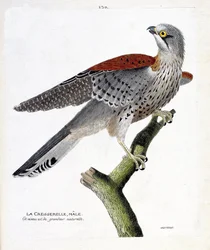 Tabla zoológica (ornitología): el cernícalo macho (cernícalo vulgar o falco tinnunculus) en una rama. Ilustración en 