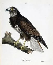 Gráfico zoológico (ornitología): el ratonero (Buteo buteo) en una rama. Ilustración en “La Historia de las Aves, Pintadas en Sus Aspectos Aparientes y Sensibles” de François Nicolas Martinet (1731-1800). Colección privada.