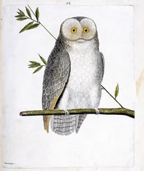 El búho (lechuza común o Tyto Alba) en una rama. Ilustración en “La Historia de los Pájaros, Pintados en Sus Aspectos Aparecidos y Sensibles” de Francois Nicolas Martinet (1731-1800). Colección privada.