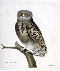 Gráfico zoológico (ornitología): el búho (búho hulotte o strix aluco) en una rama. Ilustración en “La Historia de los Pájaros, Pintados en Sus Aspectos Aparientes y Sensibles” de Francois Nicolas Martinet (1731-1800). Colección privada