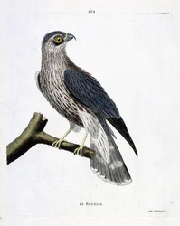 La roca (halcón emerillón o falco colombarius) en una rama. Ilustración en “La Historia de los Pájaros, Pintados en Sus Aspectos Aparecidos y Sensibles” de Francois Nicolas Martinet (1731-1800). Colección privada.