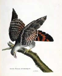Gráfico zoológico (ornitología): el águila americana pequeña en una rama. Ilustración en “La Historia de los Pájaros, Pintados en Sus Aspectos Aparecidos y Sensibles” de François Nicolas Martinet (1731-1800). Colección privada.