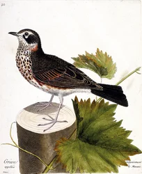 Tabla zoológica (ornitología): el zorzal comúnmente llamado el mauvis (zorzal mauvis o turdus iliacus) en un tronco de árbol. Ilustración en 
