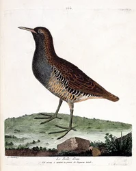 Tabla zoológica (ornitología): el rascón acuático (rallus aquaticus). Ilustración en “La Historia de las Aves, Pintadas en Sus Aspectos Aparecidos y Sensibles” por Francois Nicolas Martinet (1731-1800). Colección privada