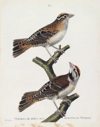 Tabla zoológica (ornitología): el gorrión de madera o el gorrión de alivio (gorrión de Hudson o spizea arborea) y su hembra (gorrión aliviado o petronia petronia). Ilustración en 