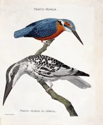 Tabla zoológica (ornitología): de arriba a abajo: Martín pescador (martín pescador de Europa o alcedo atthis) y martín pescador de Senegal (martín pescador pie o Ceryle rudis). Ilustración en 